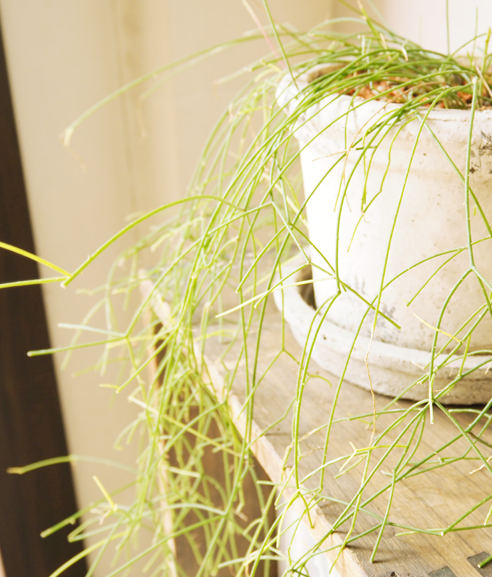 店内にある植物